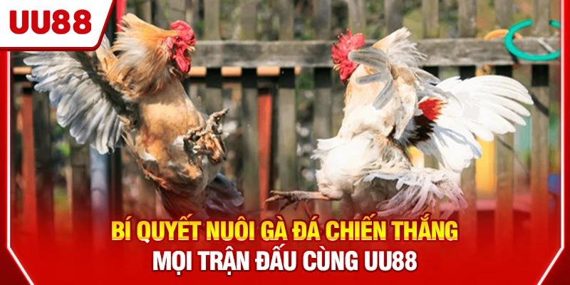 Nuôi gà đá