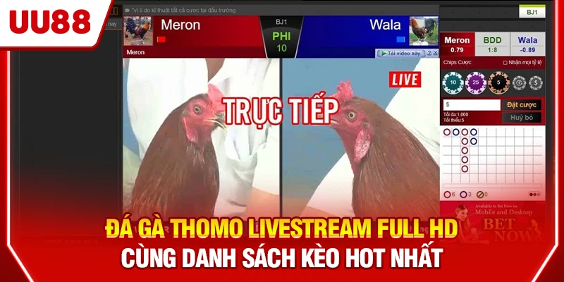 Đá gà Thomo