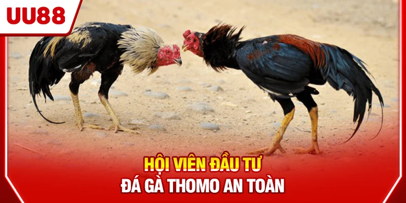 Hội viên đầu tư đá gà Thomo an toàn