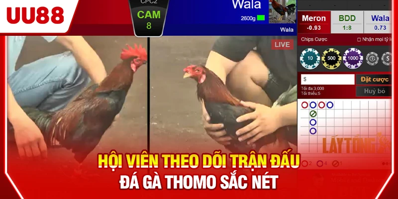 Hội viên theo dõi trận đấu đá gà Thomo sắc nét
