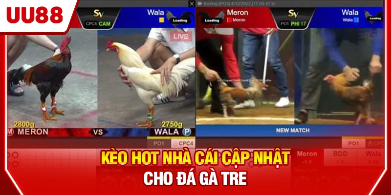 Kèo hot nhà cái cập nhật cho đá gà tre