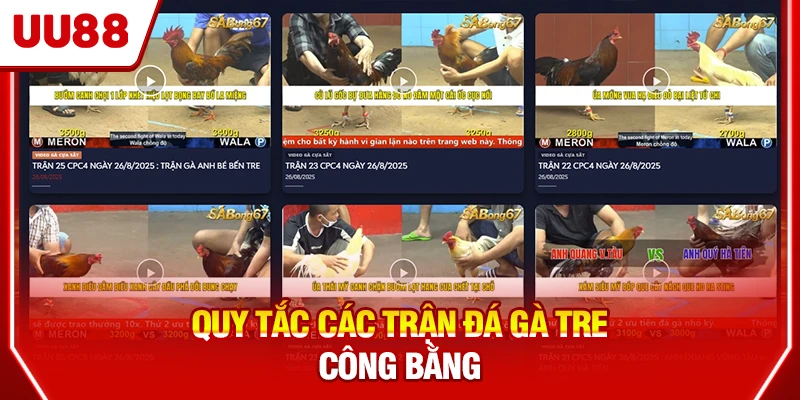 Quy tắc các trận đá gà tre công bằng