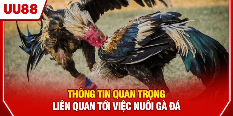 Thông tin quan trọng liên quan tới việc nuôi gà đá