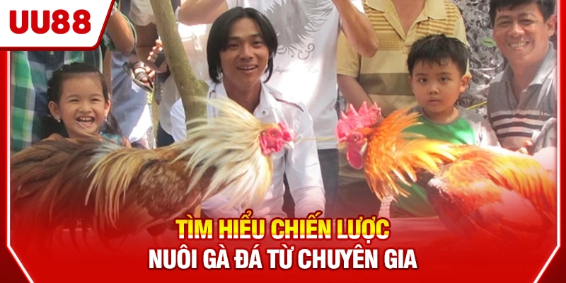 Tìm hiểu chiến lược nuôi gà đá từ chuyên gia