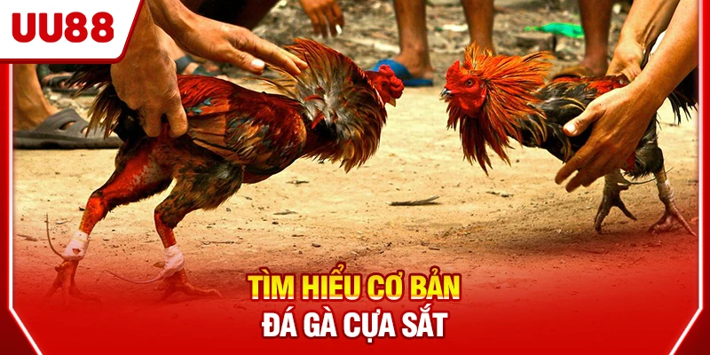 Tìm hiểu cơ bản đá gà cựa sắt