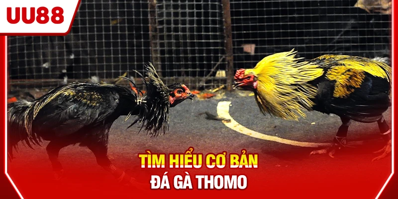 Tìm hiểu cơ bản đá gà Thomo