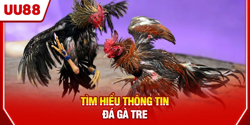 Tìm hiểu thông tin đá gà tre