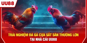 Đá gà cựa sắt
