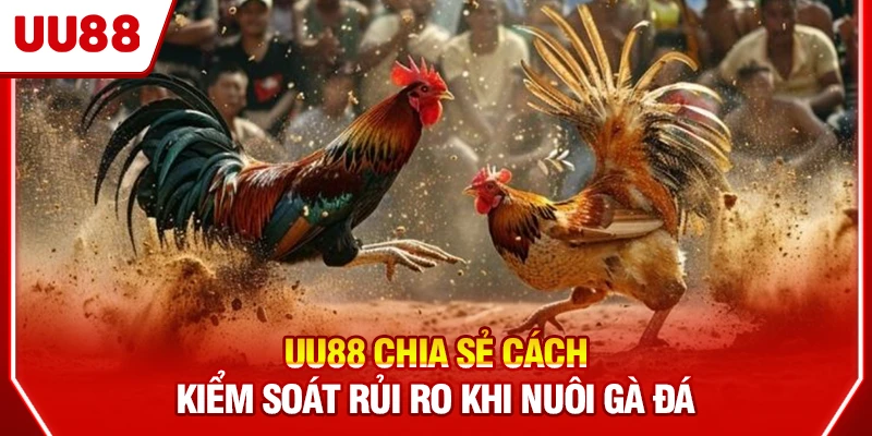 UU88 chia sẻ cách kiểm soát rủi ro khi nuôi gà đá